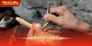 Đá gà cựa dao C1