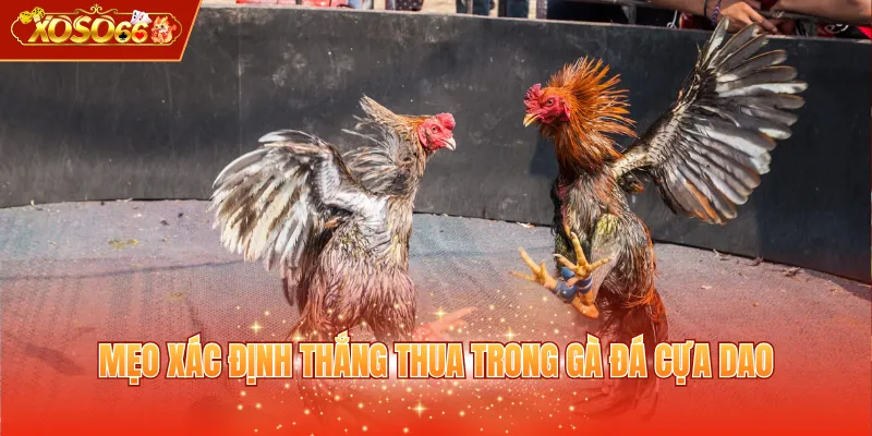 Mẹo xác định thắng thua trong gà đá cựa dao
