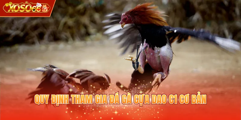 Quy định tham gia đá gà cựa dao C1 cơ bản