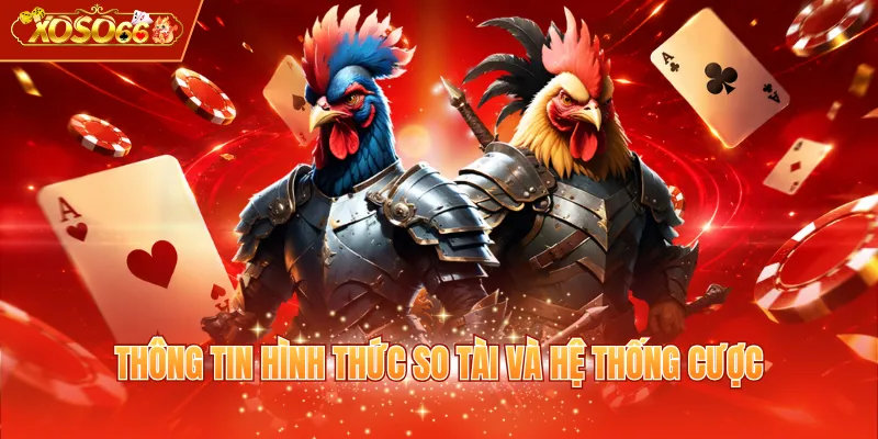 Thông tin hình thức so tài và hệ thống cược